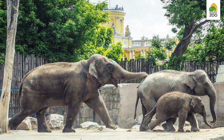 Az európai élmezőnybe tartozik a fővárosi állatkert