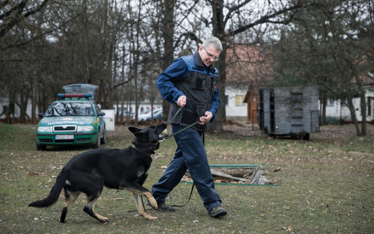 Így utazzunk kutyával autóban, buszon és repülőn!