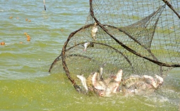 Felértékelődik a horgászat és a halgazdálkodás