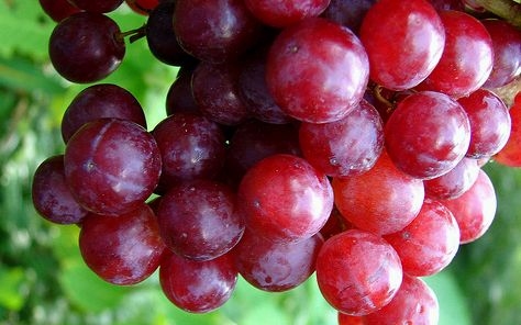Agrárkamara: már a piacokon a friss hazai csemegeszőlő