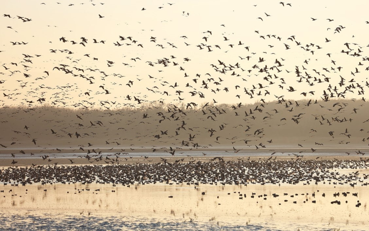 Szombaton rendezik meg a 25. Tatai Vadlúd Sokadalmat